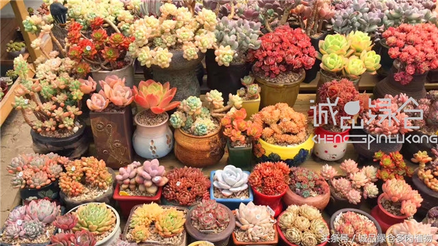 美爆了的韩国多肉植物大棚
