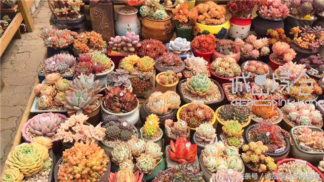 美爆了的韩国多肉植物大棚