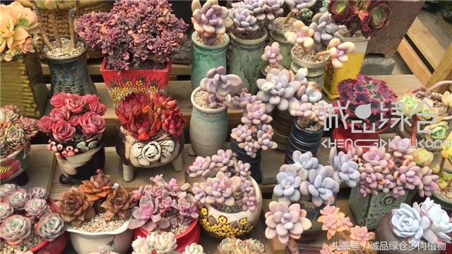 美爆了的韩国多肉植物大棚