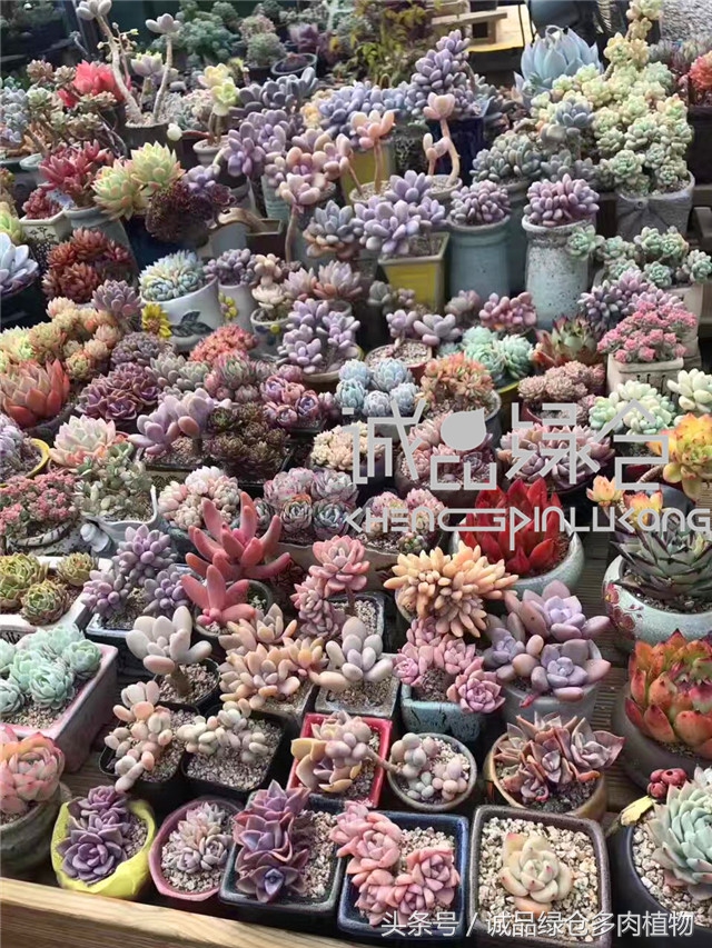 美爆了的韩国多肉植物大棚