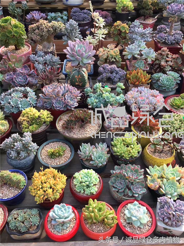 美爆了的韩国多肉植物大棚