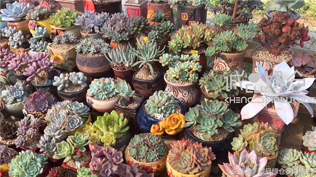 美爆了的韩国多肉植物大棚