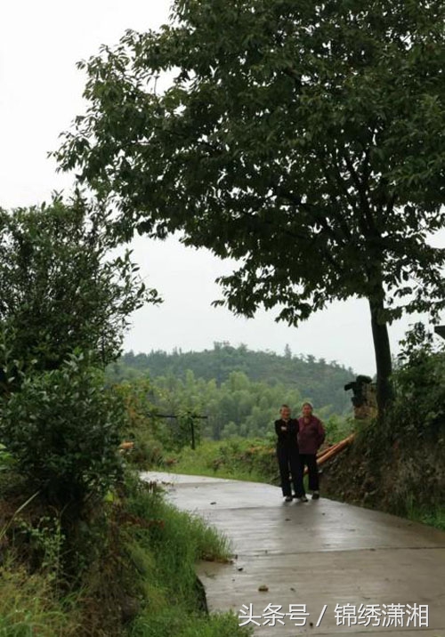 常宁高山有机茶,湖南常宁山村美景