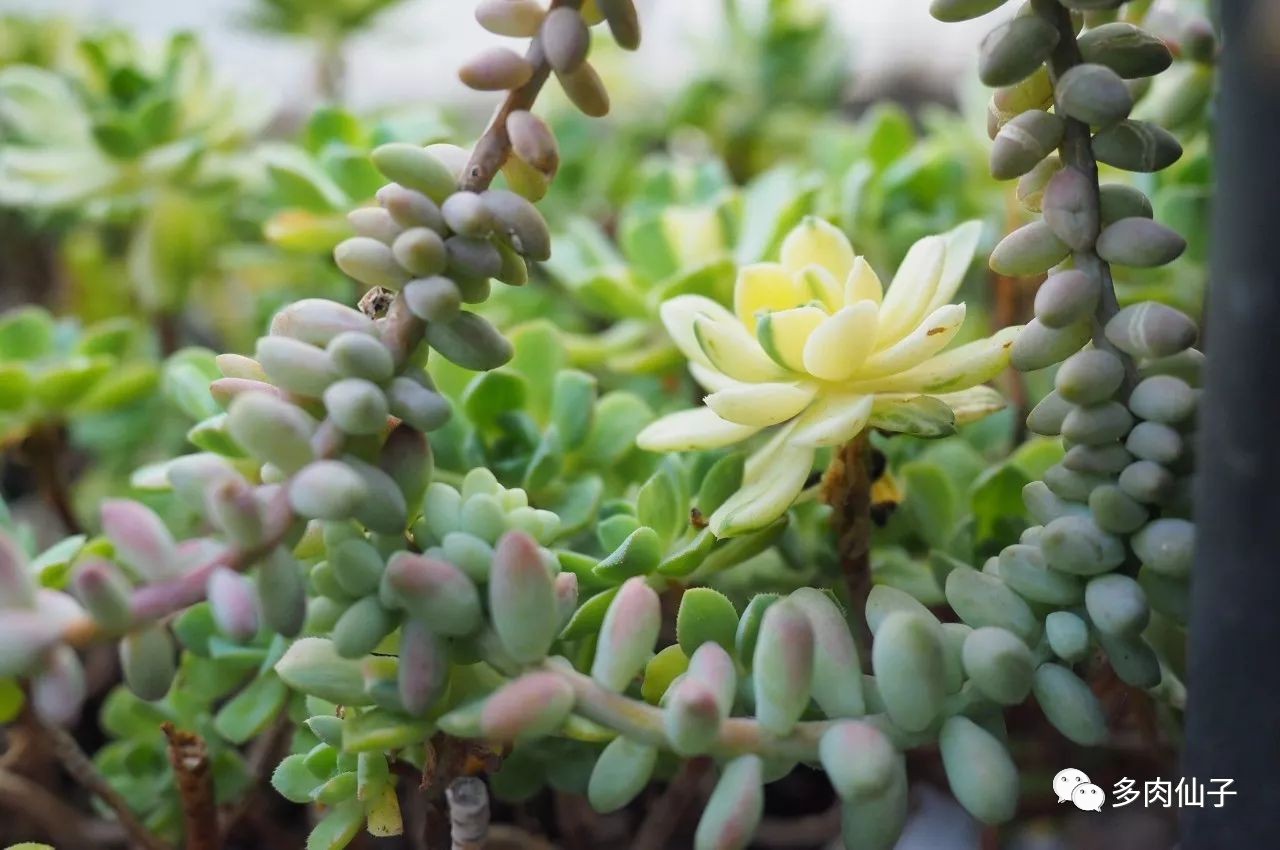 养多肉记住这2点30天长成大胖子,多肉最难伺候的方法
