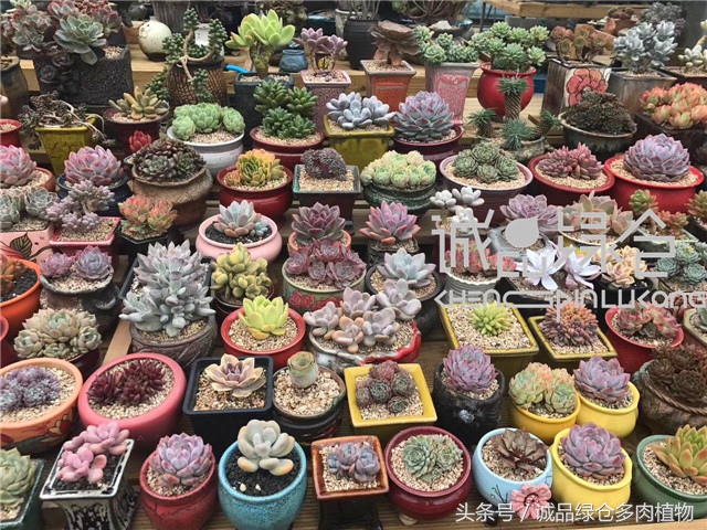 美爆了的韩国多肉植物大棚