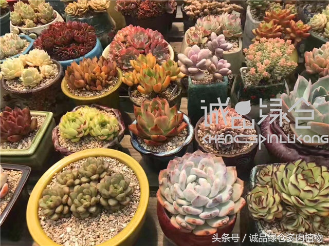 美爆了的韩国多肉植物大棚