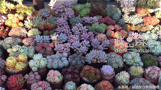 美爆了的韩国多肉植物大棚