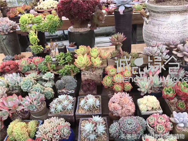 美爆了的韩国多肉植物大棚
