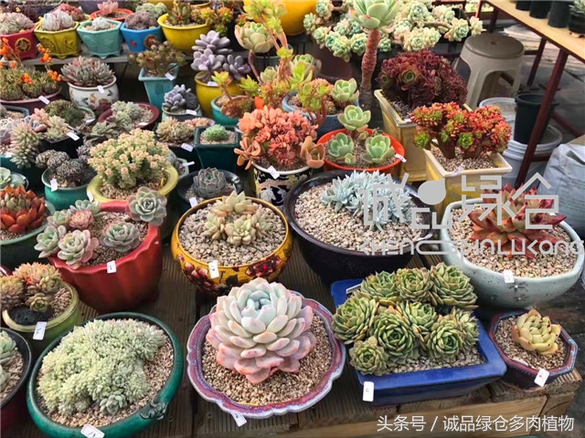 美爆了的韩国多肉植物大棚