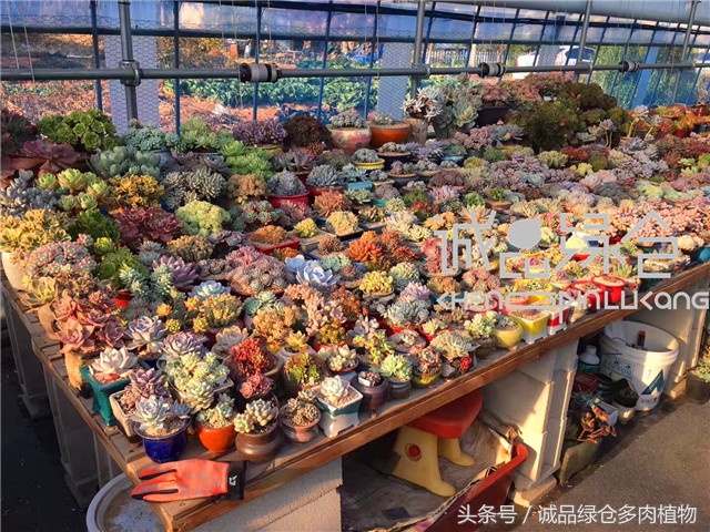 美爆了的韩国多肉植物大棚