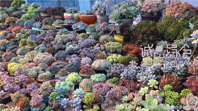 美爆了的韩国多肉植物大棚