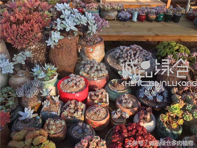 美爆了的韩国多肉植物大棚
