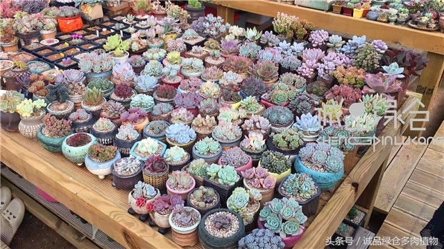 美爆了的韩国多肉植物大棚