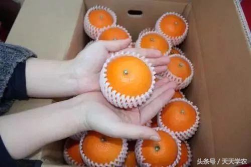 柑橘五大品种的特点和优势,柑橘品种介绍视频