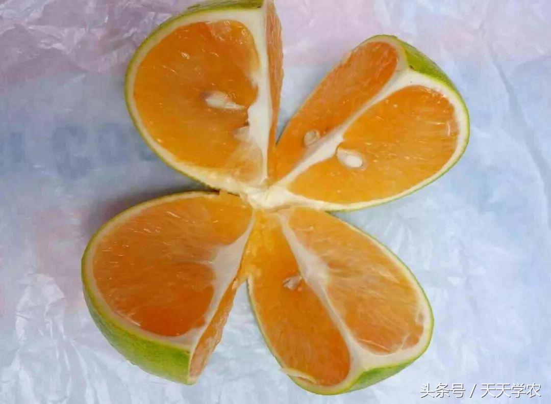 柑橘五大品种的特点和优势,柑橘品种介绍视频
