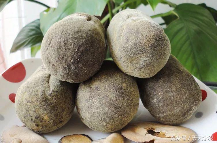 柑橘五大品种的特点和优势,柑橘品种介绍视频