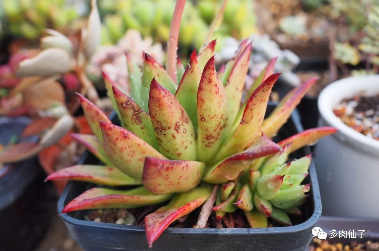 养多肉记住这2点30天长成大胖子,多肉最难伺候的方法