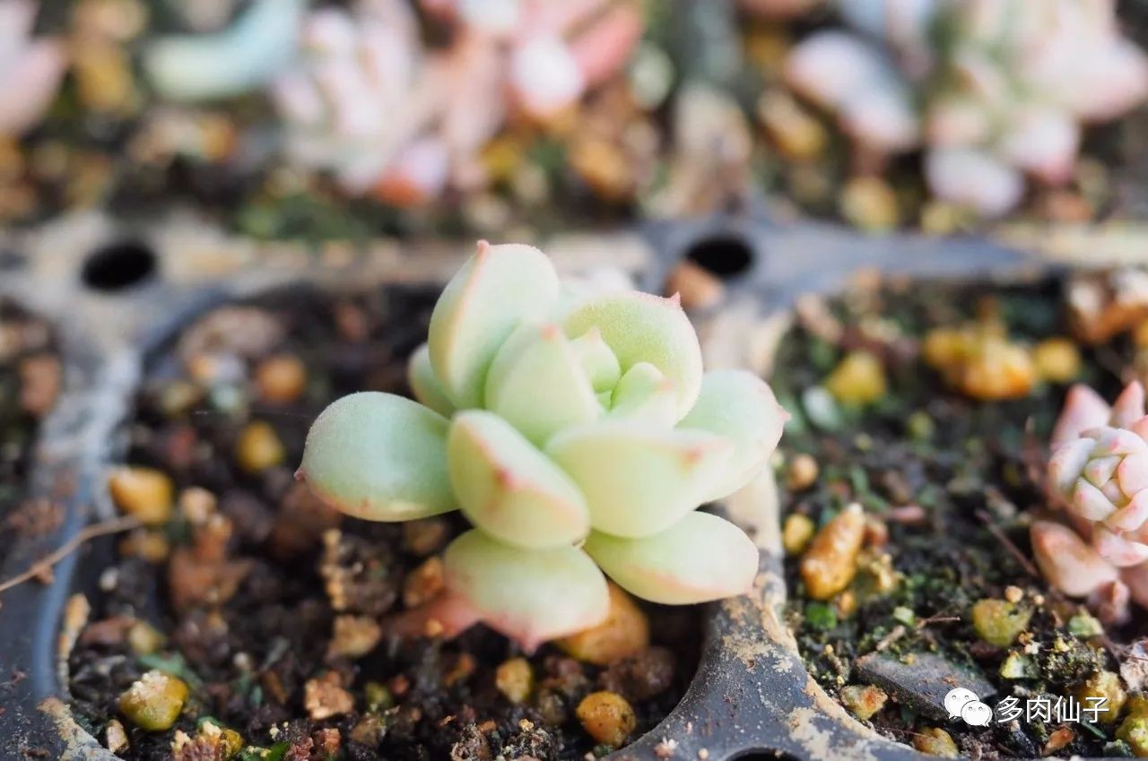 养多肉记住这2点30天长成大胖子,多肉最难伺候的方法