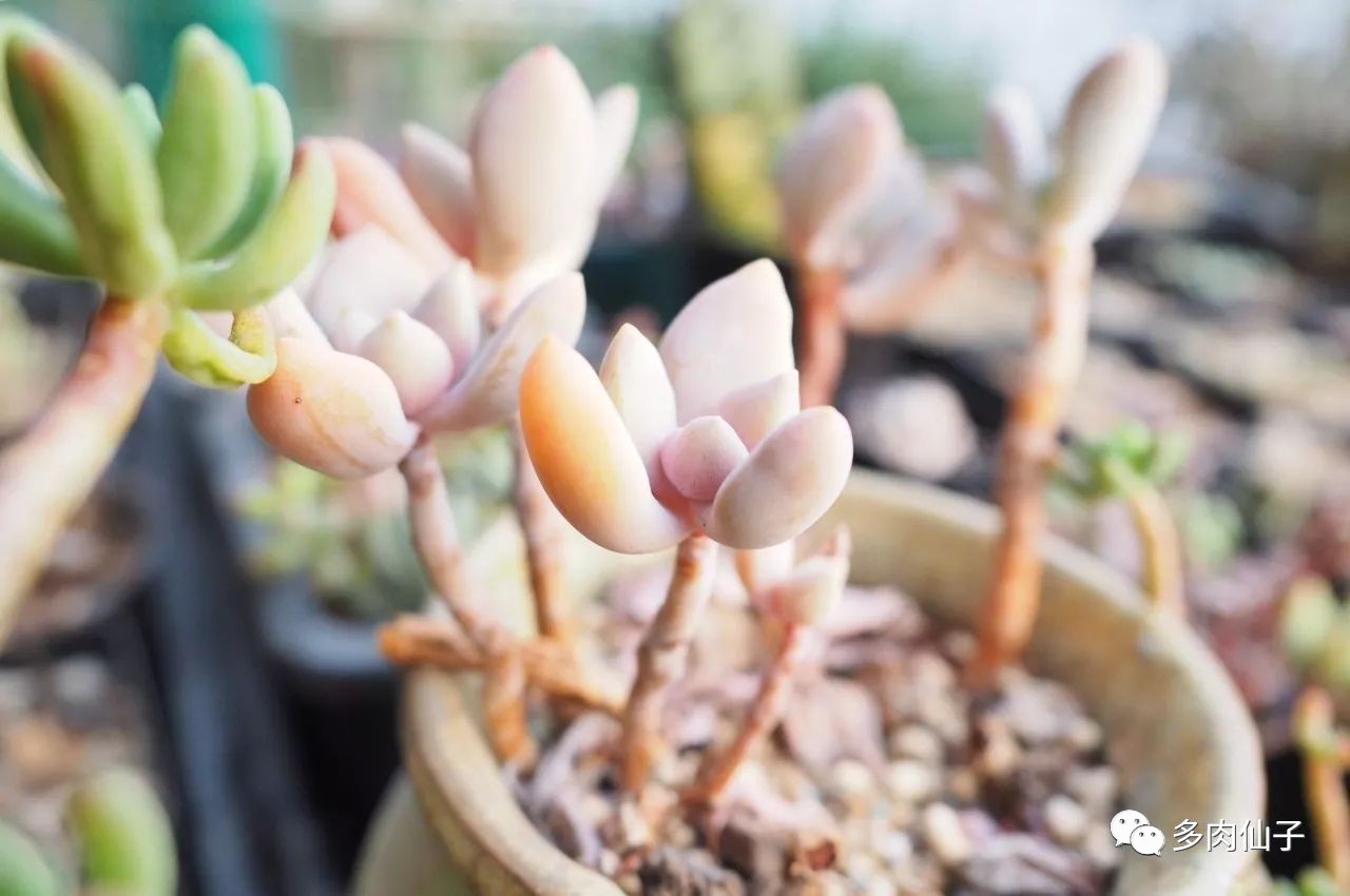 养多肉记住这2点30天长成大胖子,多肉最难伺候的方法