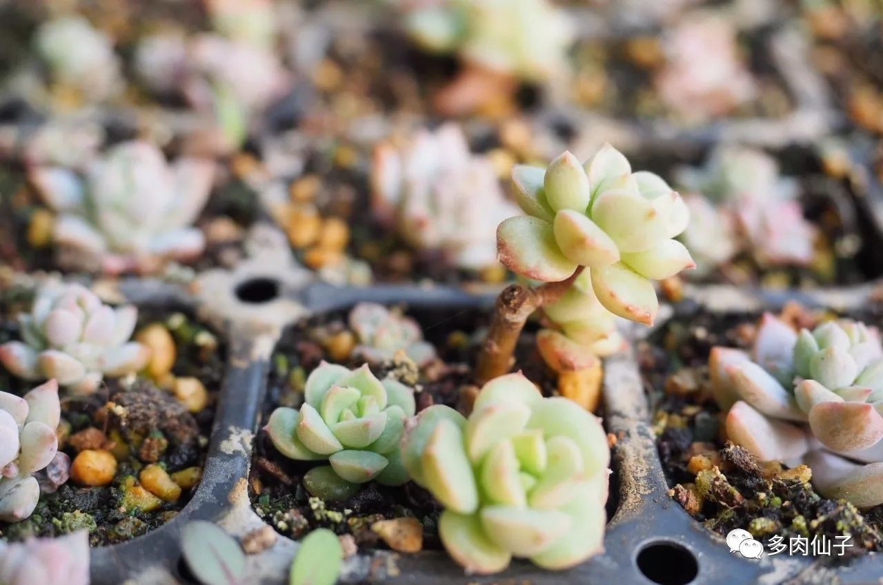养多肉记住这2点30天长成大胖子,多肉最难伺候的方法