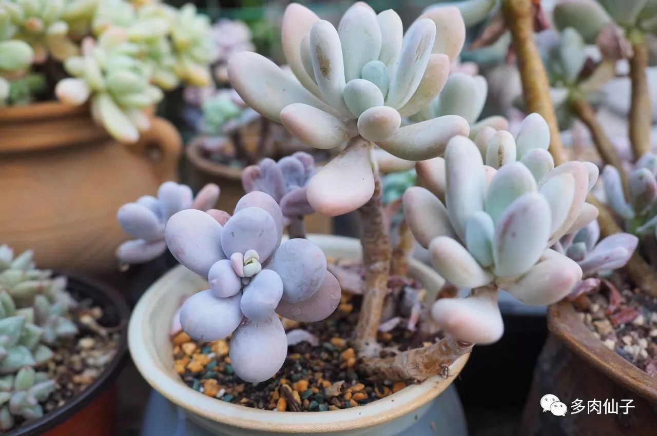 养多肉记住这2点30天长成大胖子,多肉最难伺候的方法