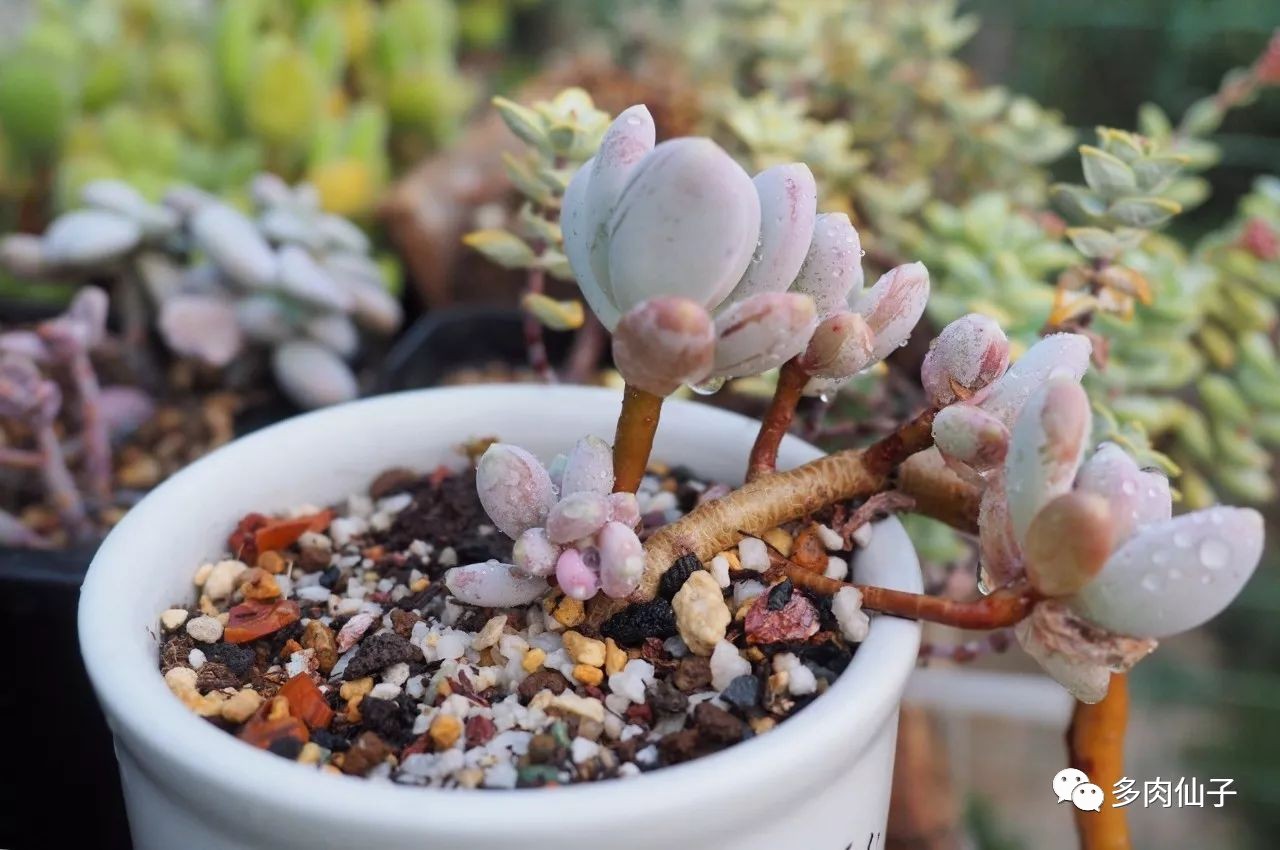 养多肉记住这2点30天长成大胖子,多肉最难伺候的方法