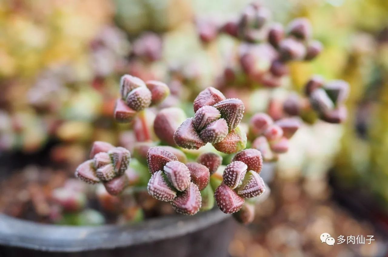 养多肉记住这2点30天长成大胖子,多肉最难伺候的方法
