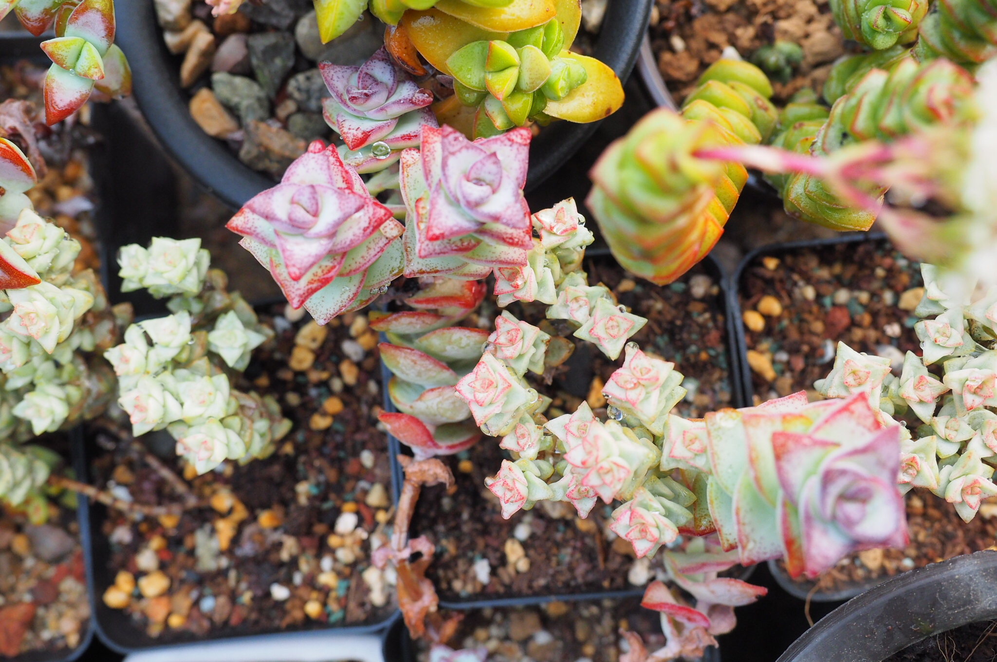 养多肉记住这2点30天长成大胖子,多肉最难伺候的方法