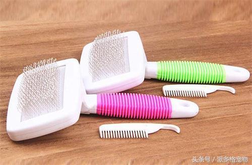 泰迪的毛量少咋办,泰迪的毛量越养越少