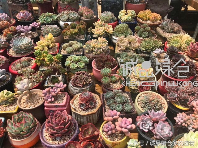 美爆了的韩国多肉植物大棚