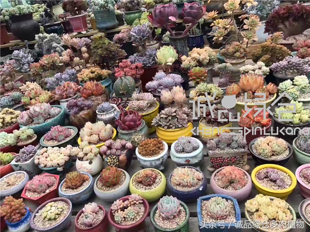 美爆了的韩国多肉植物大棚