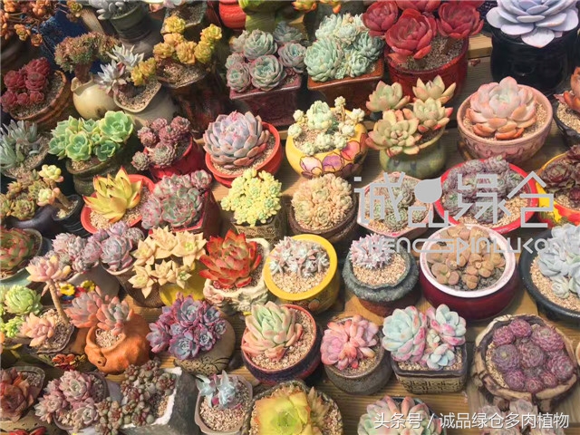 美爆了的韩国多肉植物大棚