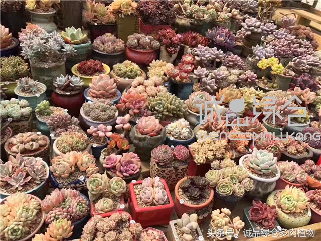 美爆了的韩国多肉植物大棚