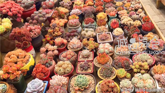 美爆了的韩国多肉植物大棚