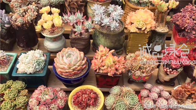 美爆了的韩国多肉植物大棚