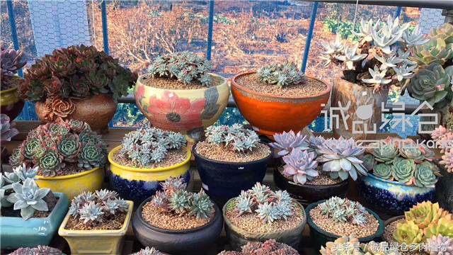 美爆了的韩国多肉植物大棚