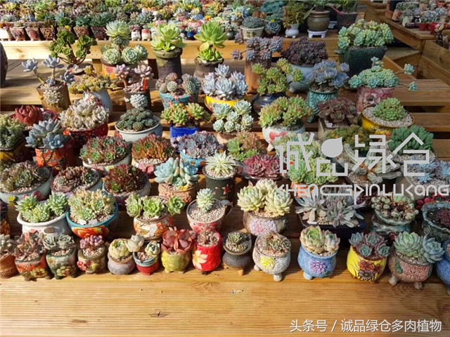 美爆了的韩国多肉植物大棚