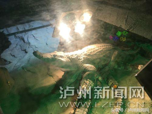 吹空调、烤浴霸、睡加热垫、置恒温机泸州动物过冬享受VIP待遇