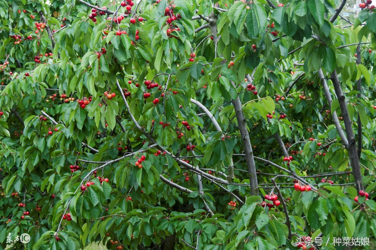 樱桃是怎么种植出来的,人们常说樱桃好吃树难栽