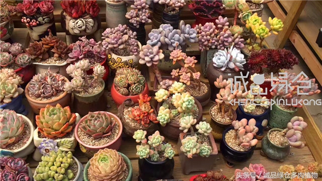 美爆了的韩国多肉植物大棚