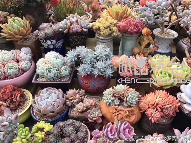 美爆了的韩国多肉植物大棚