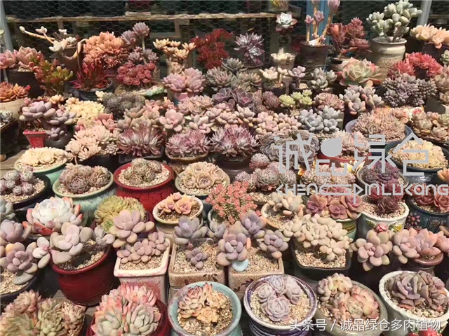 美爆了的韩国多肉植物大棚