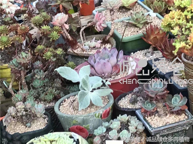 美爆了的韩国多肉植物大棚