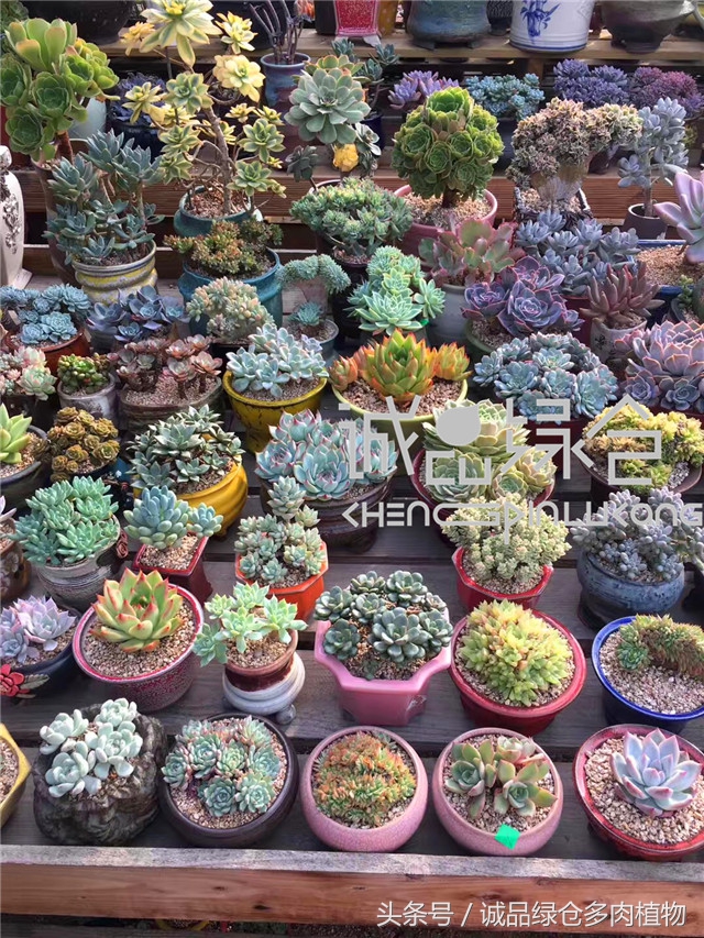 美爆了的韩国多肉植物大棚