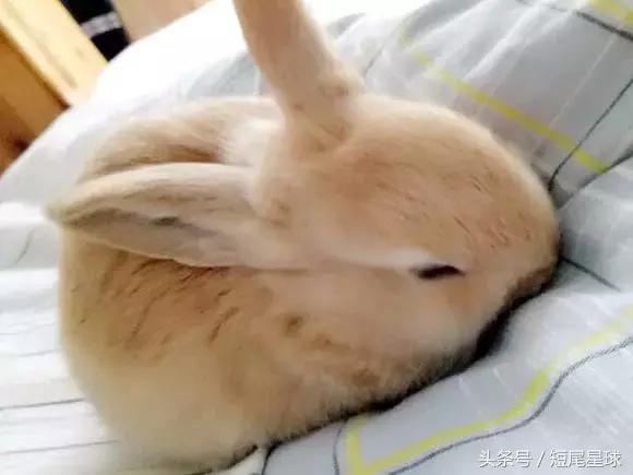 兔子生小兔后怎么照顾,兔兔生小兔有什么表现