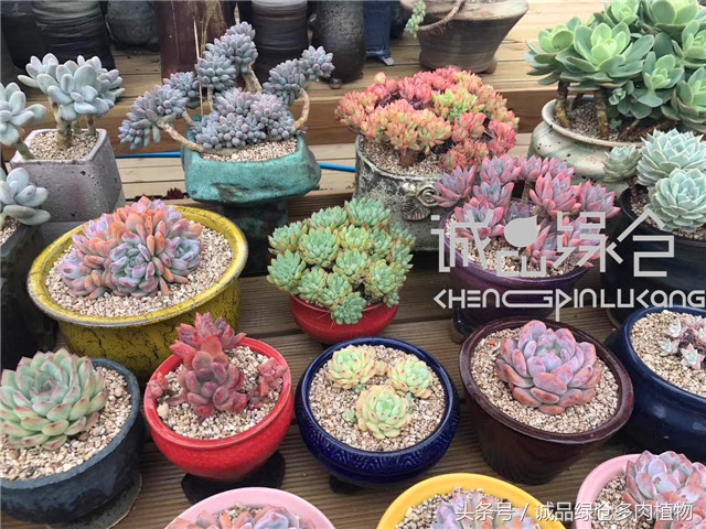 美爆了的韩国多肉植物大棚