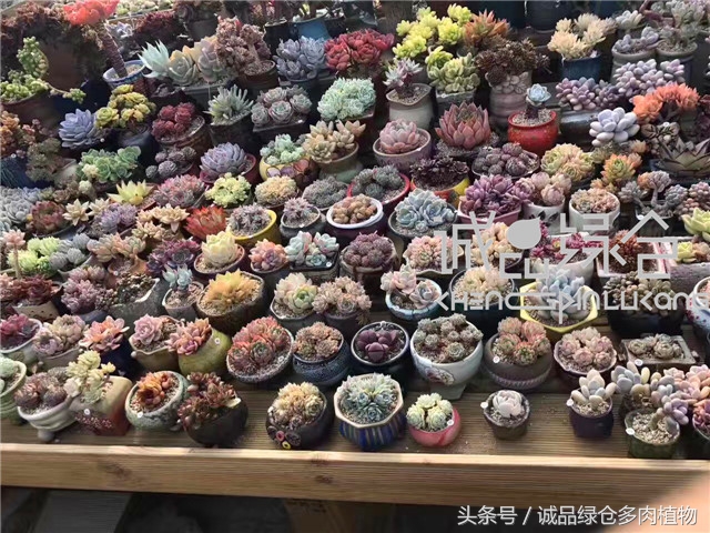 美爆了的韩国多肉植物大棚