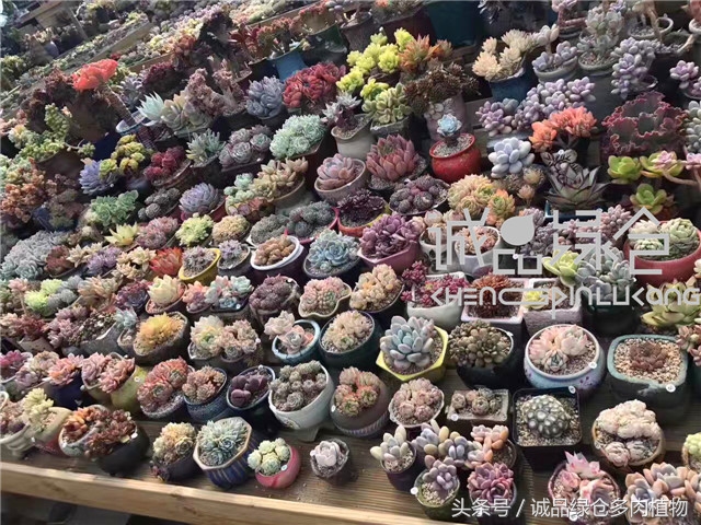 美爆了的韩国多肉植物大棚