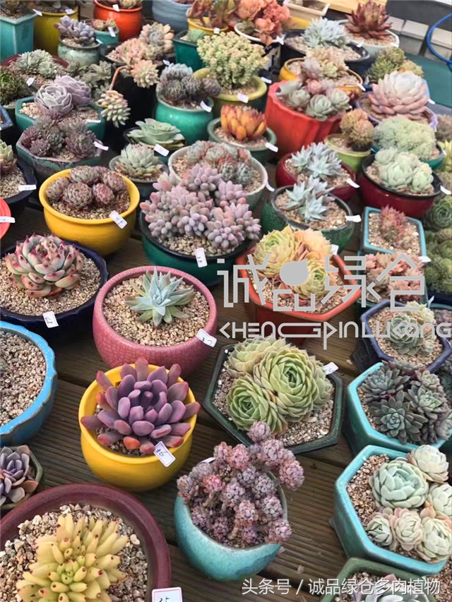 美爆了的韩国多肉植物大棚