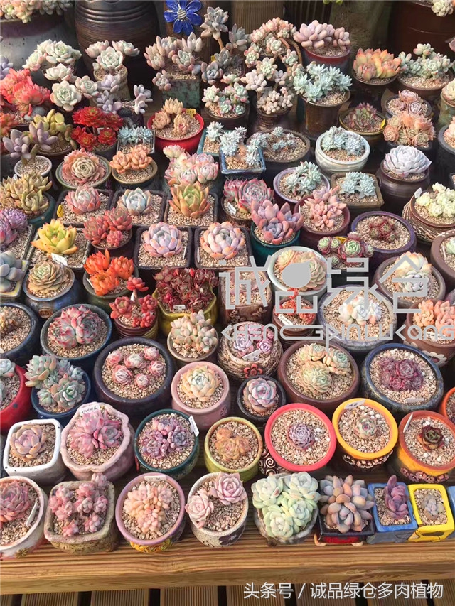 美爆了的韩国多肉植物大棚